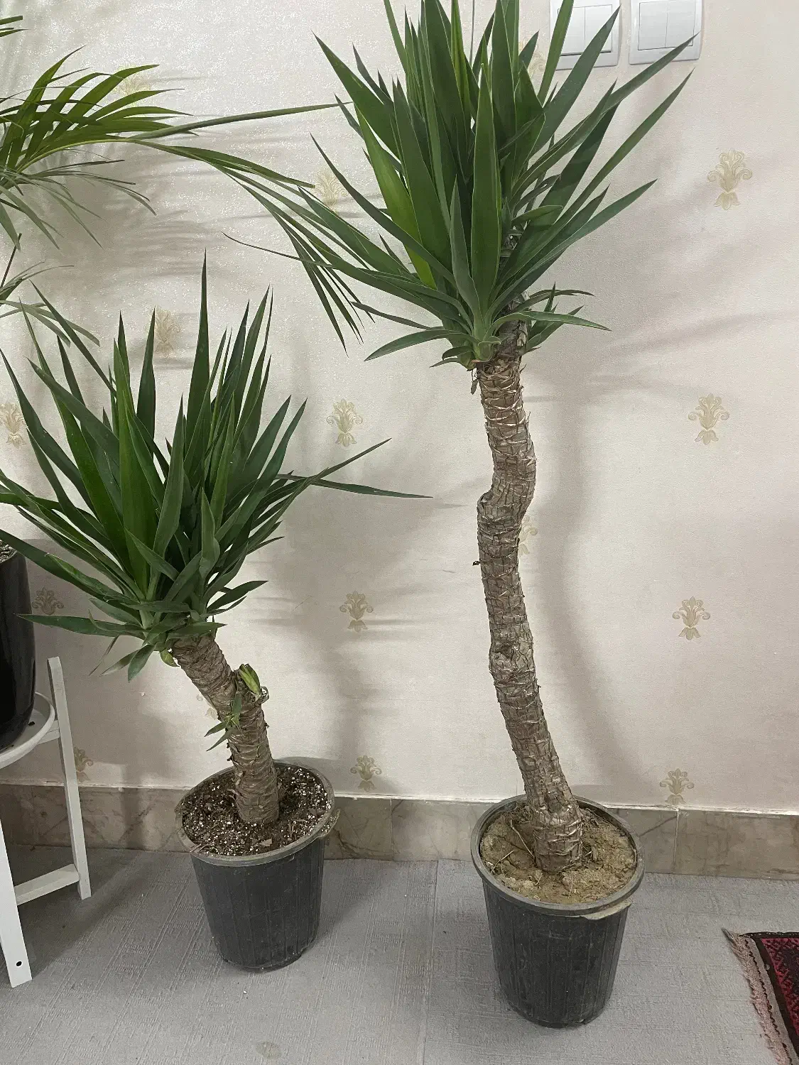 یوکا سرحال|گل و گیاه طبیعی|مشهد, انقلاب|دیوار