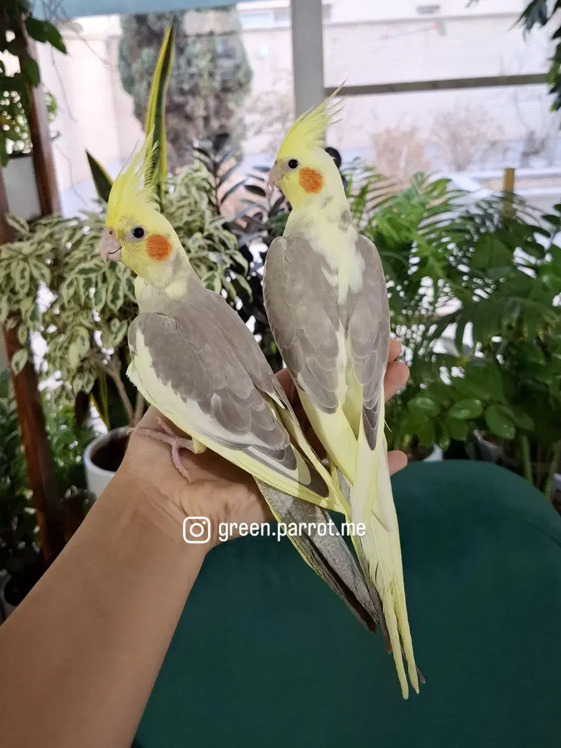 عروس هلندی|پرنده|شاهینشهر, شهرک ردانی پور|دیوار