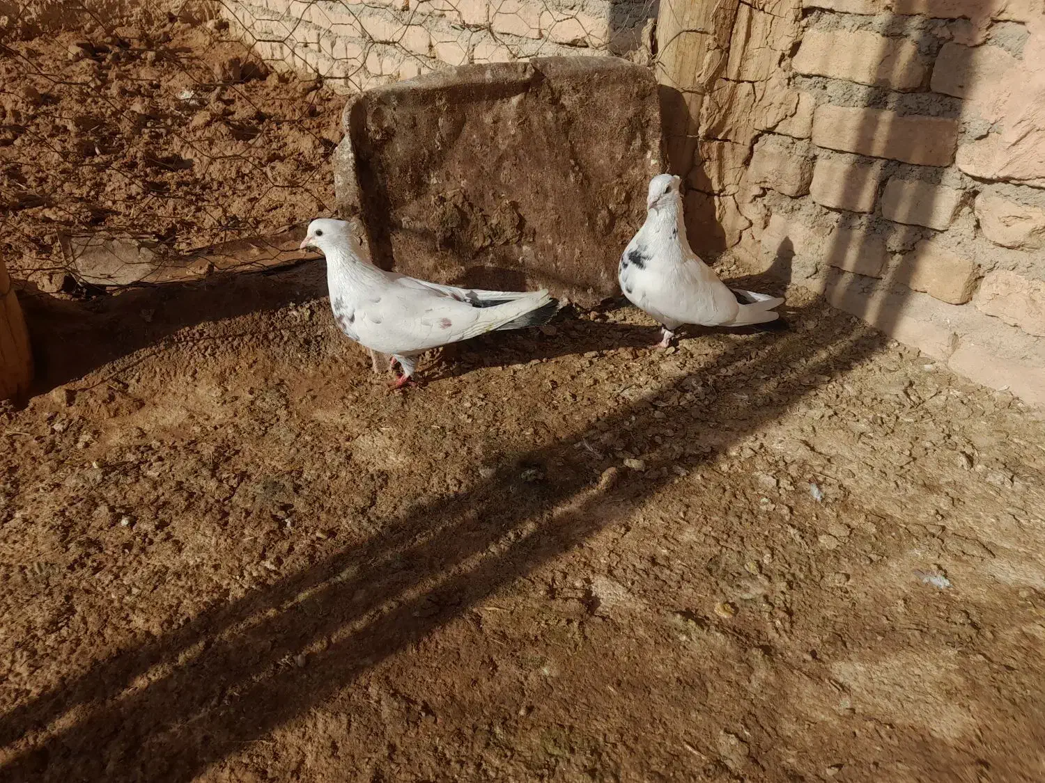 کفتر|پرنده|اسفراین, |دیوار