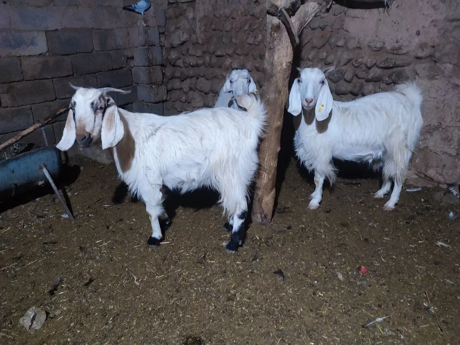 2عدد بز دو دو رگ پاکستانی|حیوانات مزرعه|ماهان, |دیوار