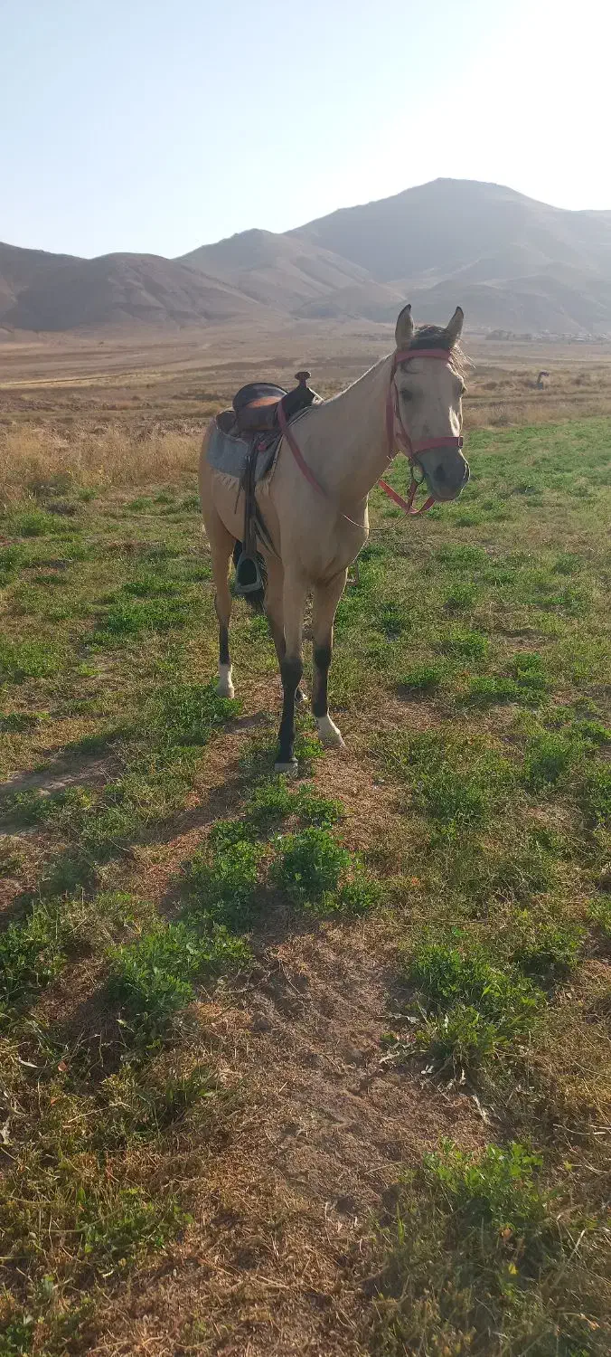 اسب|اسب و تجهیزات اسب‌سواری|آبگرم, |دیوار