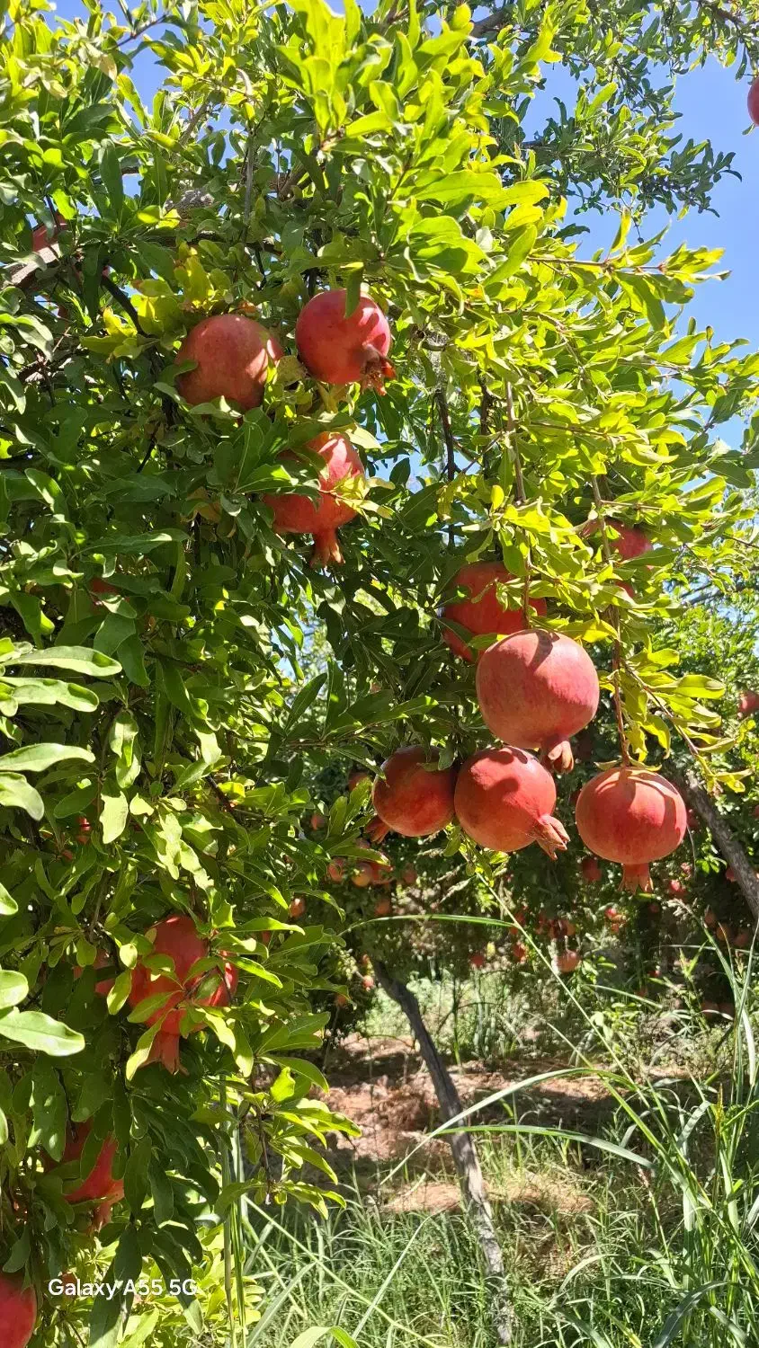 باغت آباد عمو کرم|عمدهفروشی|کوهنانی, |دیوار