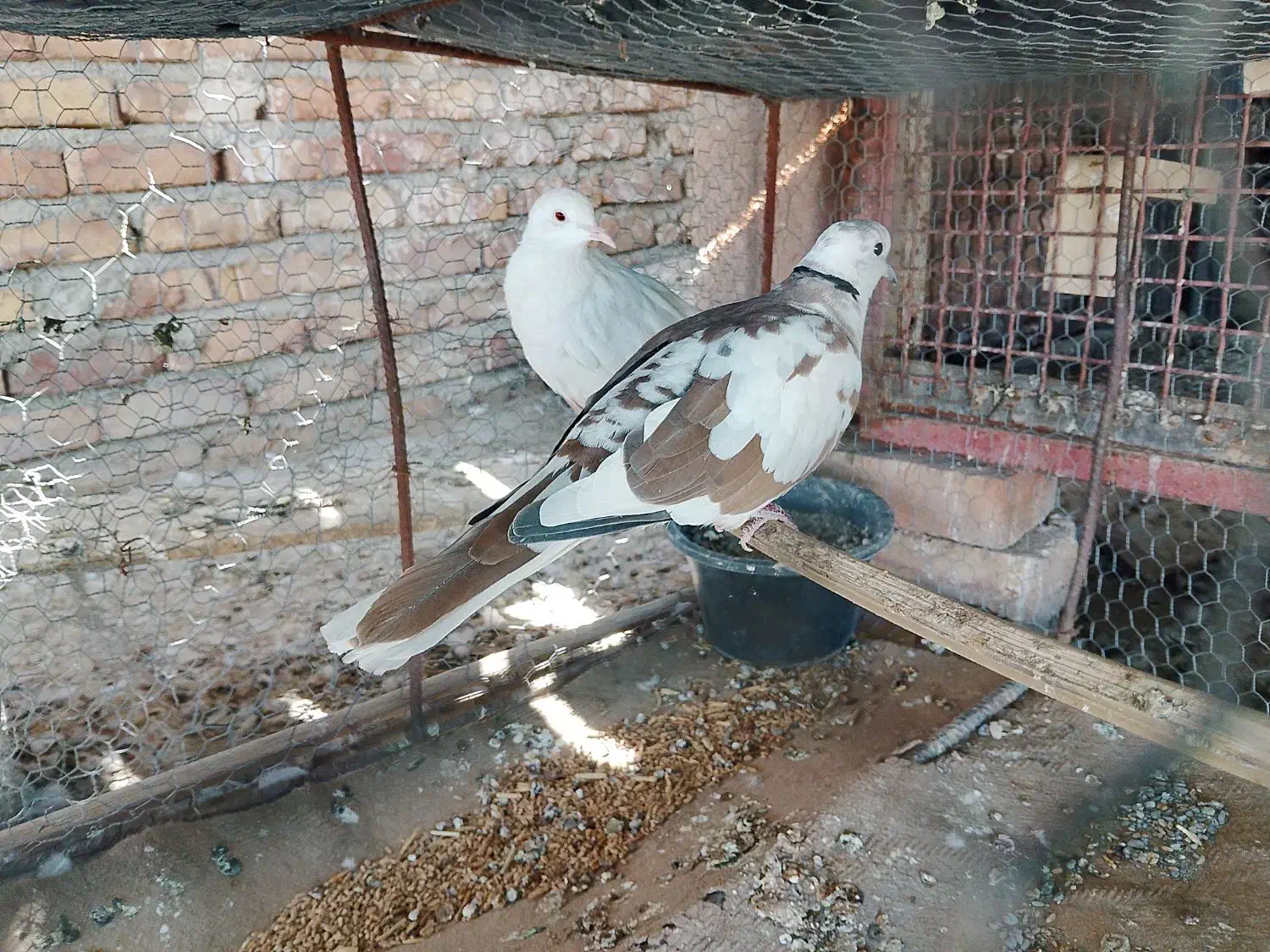 کبوتر خانگی|پرنده|ایرانشهر, |دیوار