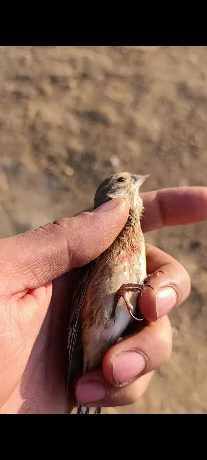 سهره|پرنده|همدان, |دیوار