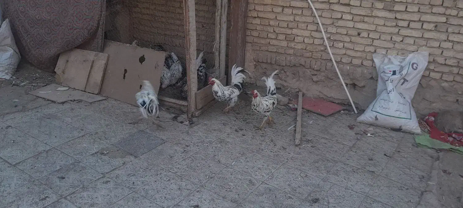 خروس|حیوانات مزرعه|لاران, |دیوار