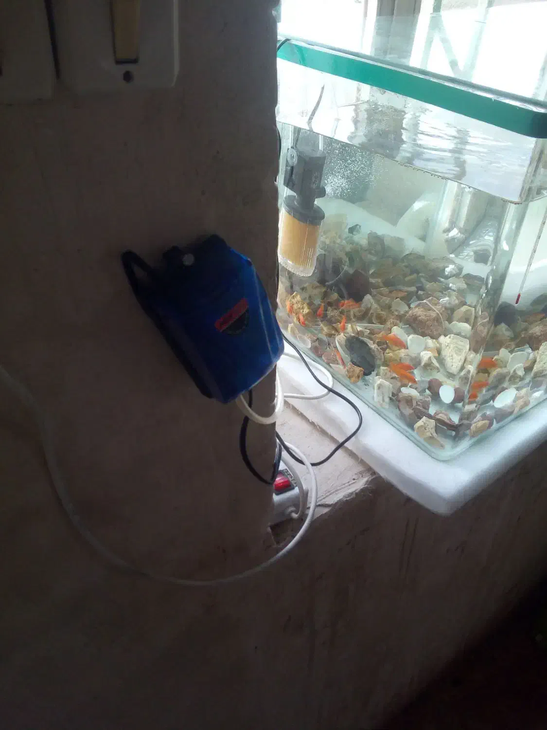 آکواریوم|ماهی|ماکو, |دیوار