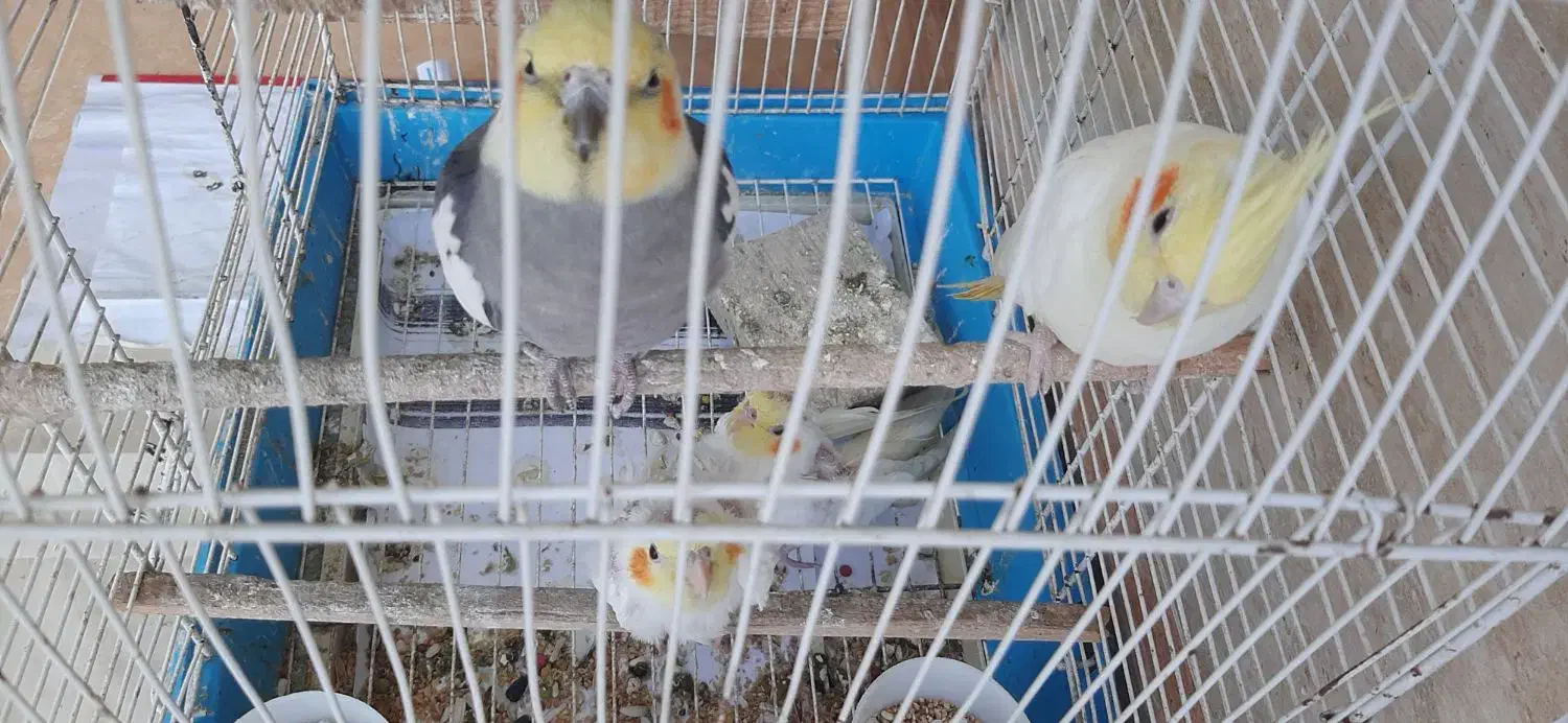 طوطی عروس هلندی پرنده عروس|پرنده|احمدسرگوراب, |دیوار