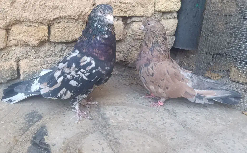 کبوتر سرور و زرد|پرنده|فارسان, |دیوار