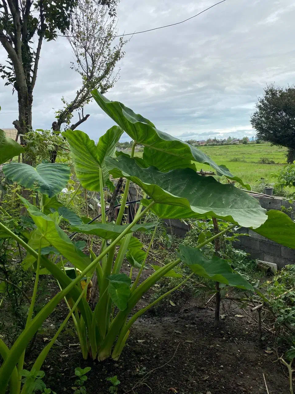 گل بابا آدم|گل و گیاه طبیعی|اسالم, |دیوار