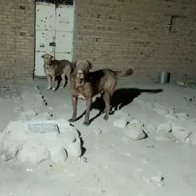 سگ عراقی اصل|سگ|تبریز, |دیوار