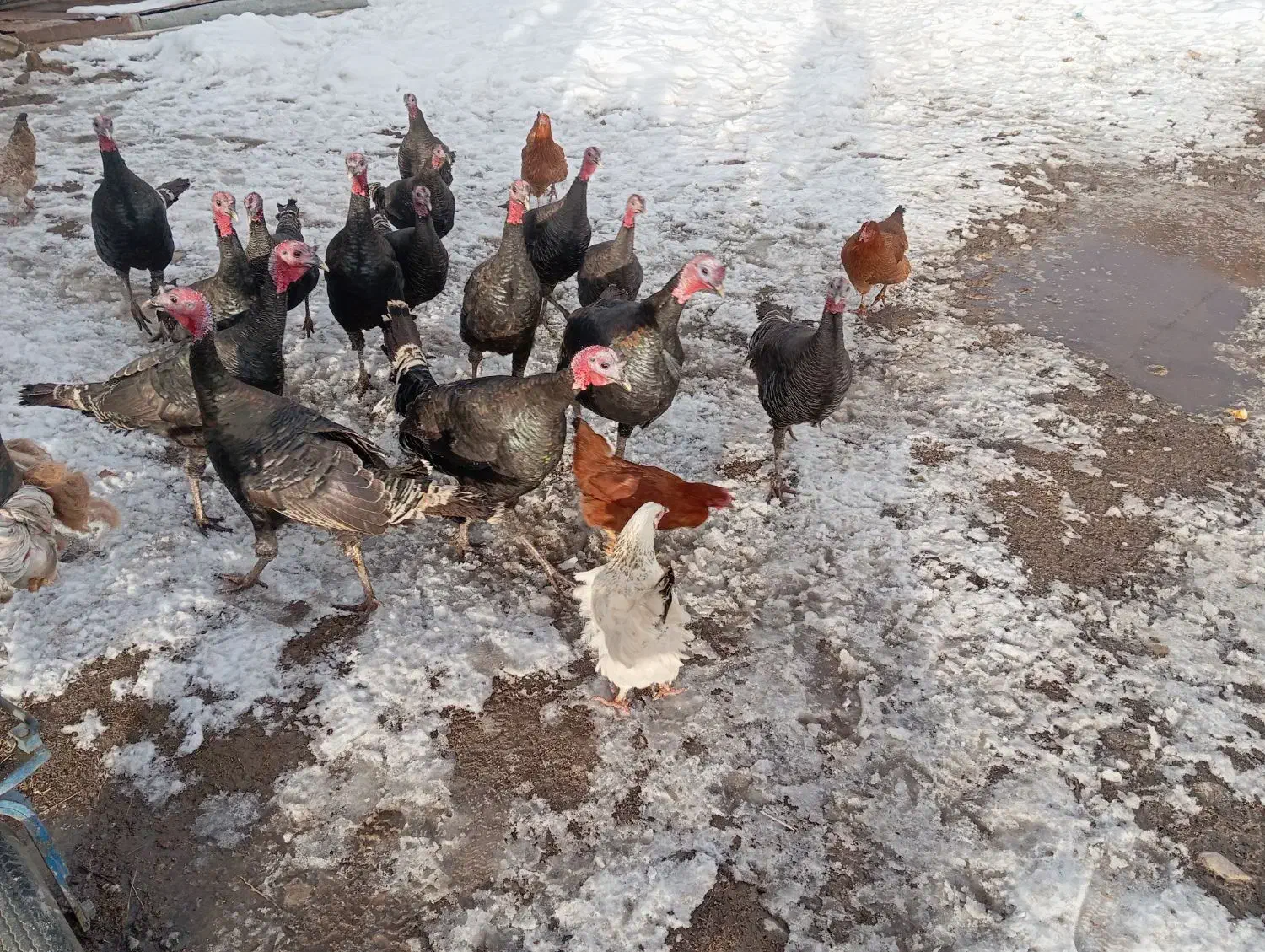 بوقلمون محلی|حیوانات مزرعه|سیلوانه, |دیوار