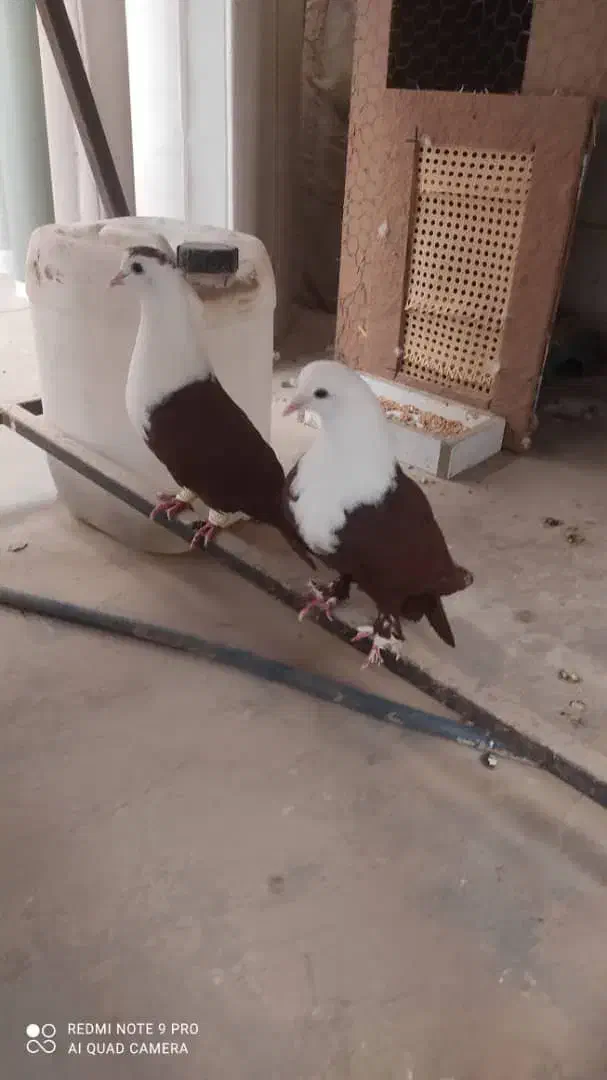 کفتر کلاغ|پرنده|مشهد, شهید قربانی|دیوار