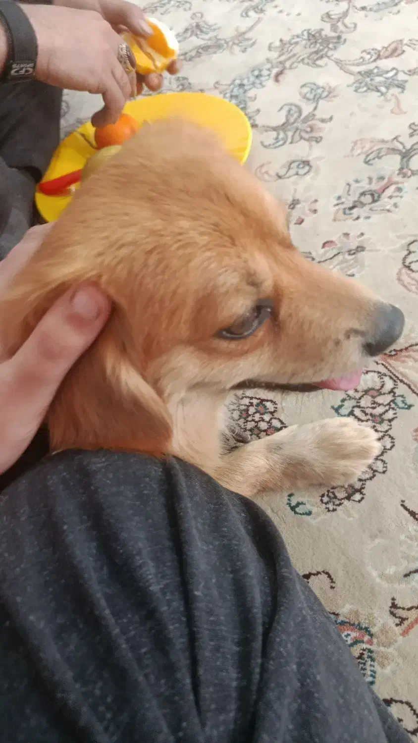 فروش سگ|سگ|مرودشت, ثبت احوال|دیوار