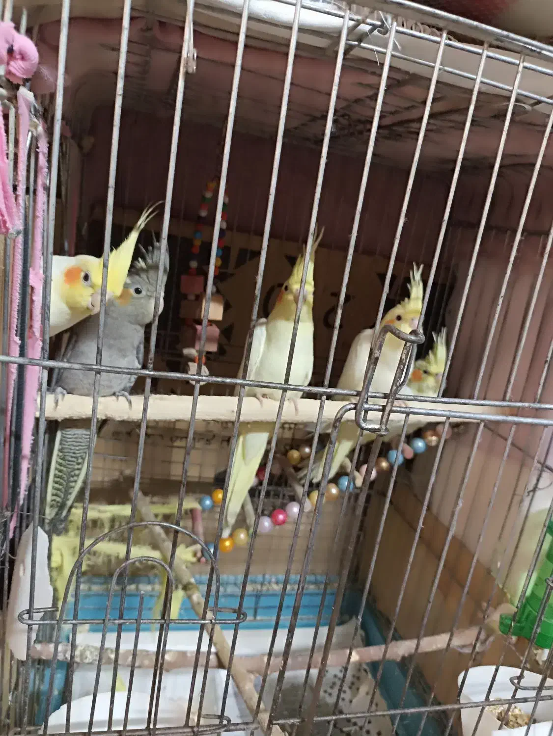 جوجه عروس هلندی دونه خور|پرنده|گرگان, |دیوار