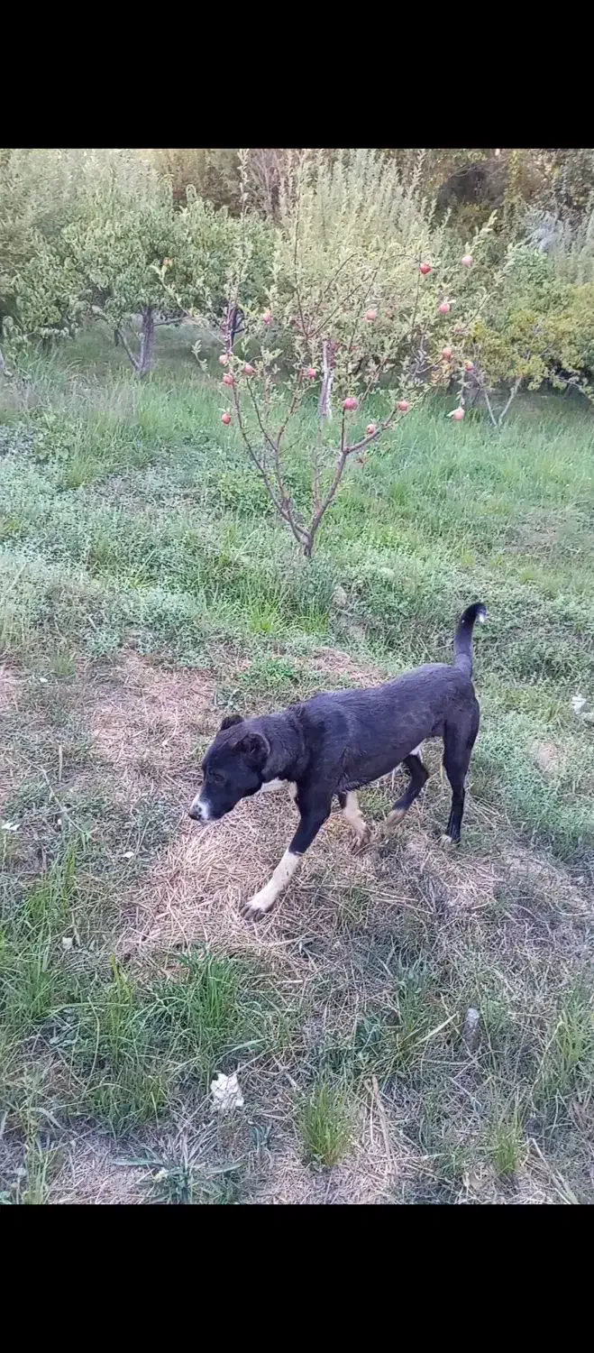 سگ قدرجونی|سگ|سپیدان, |دیوار