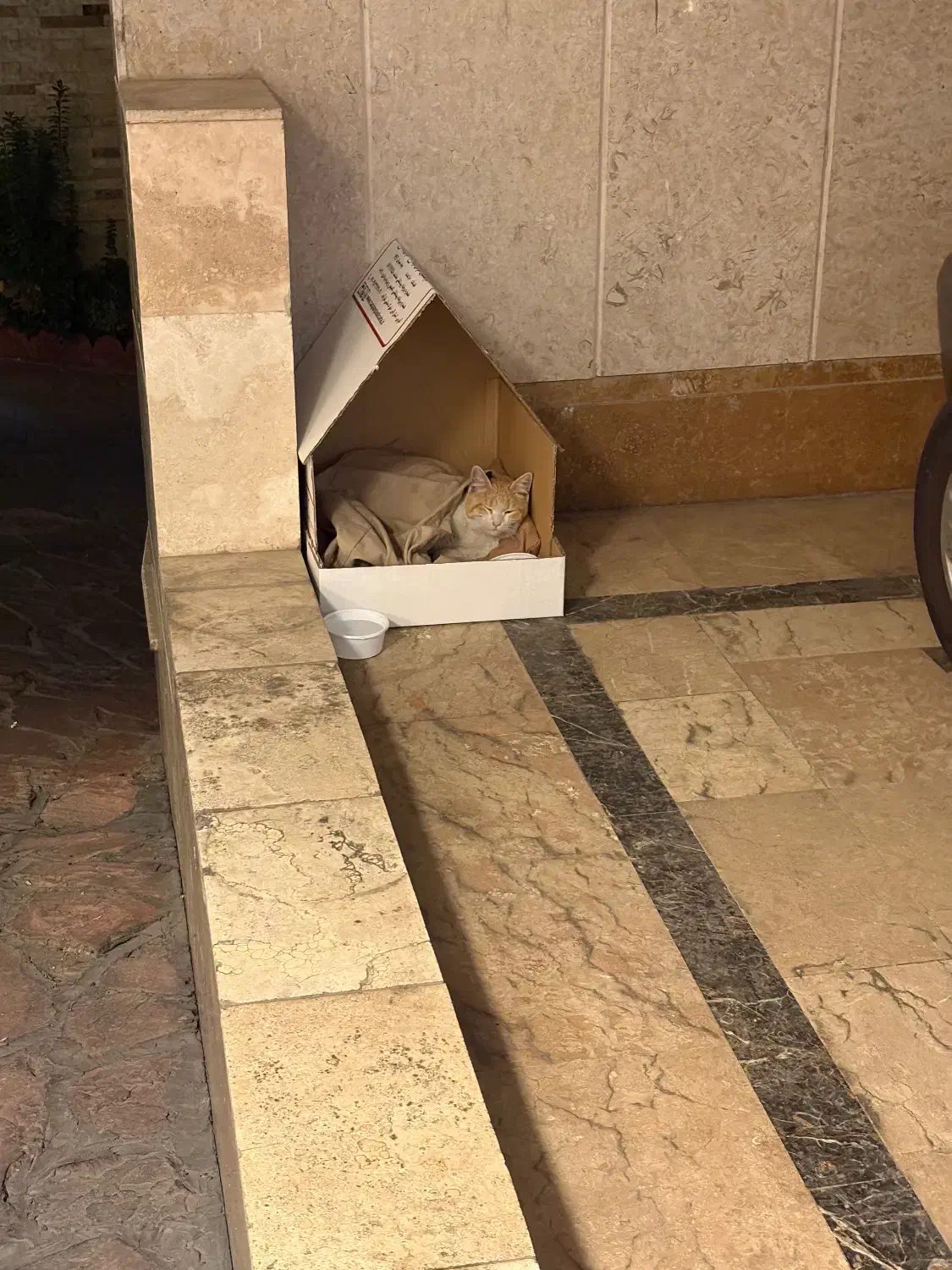 واگزاری گربه رایگان|گربه|تهران, بلوار کشاورز|دیوار