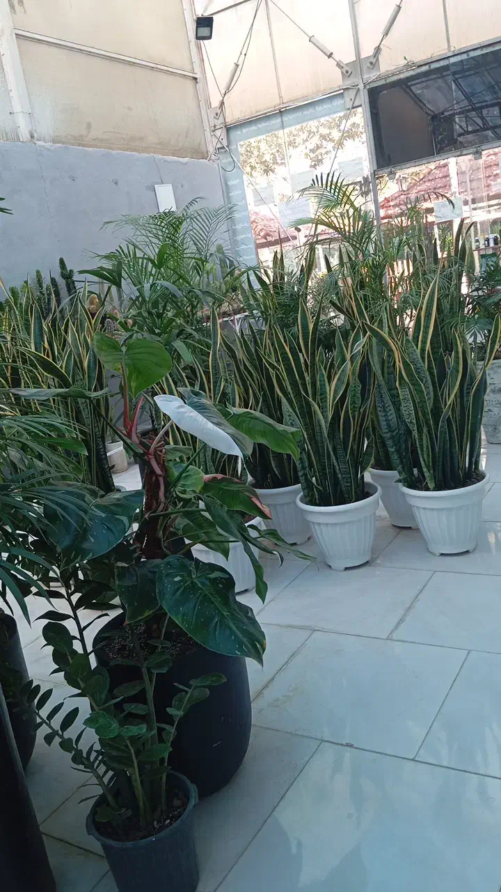 فروش انواع گل گیاه|گل و گیاه طبیعی|مشهد, شهرک صنعتی توس|دیوار