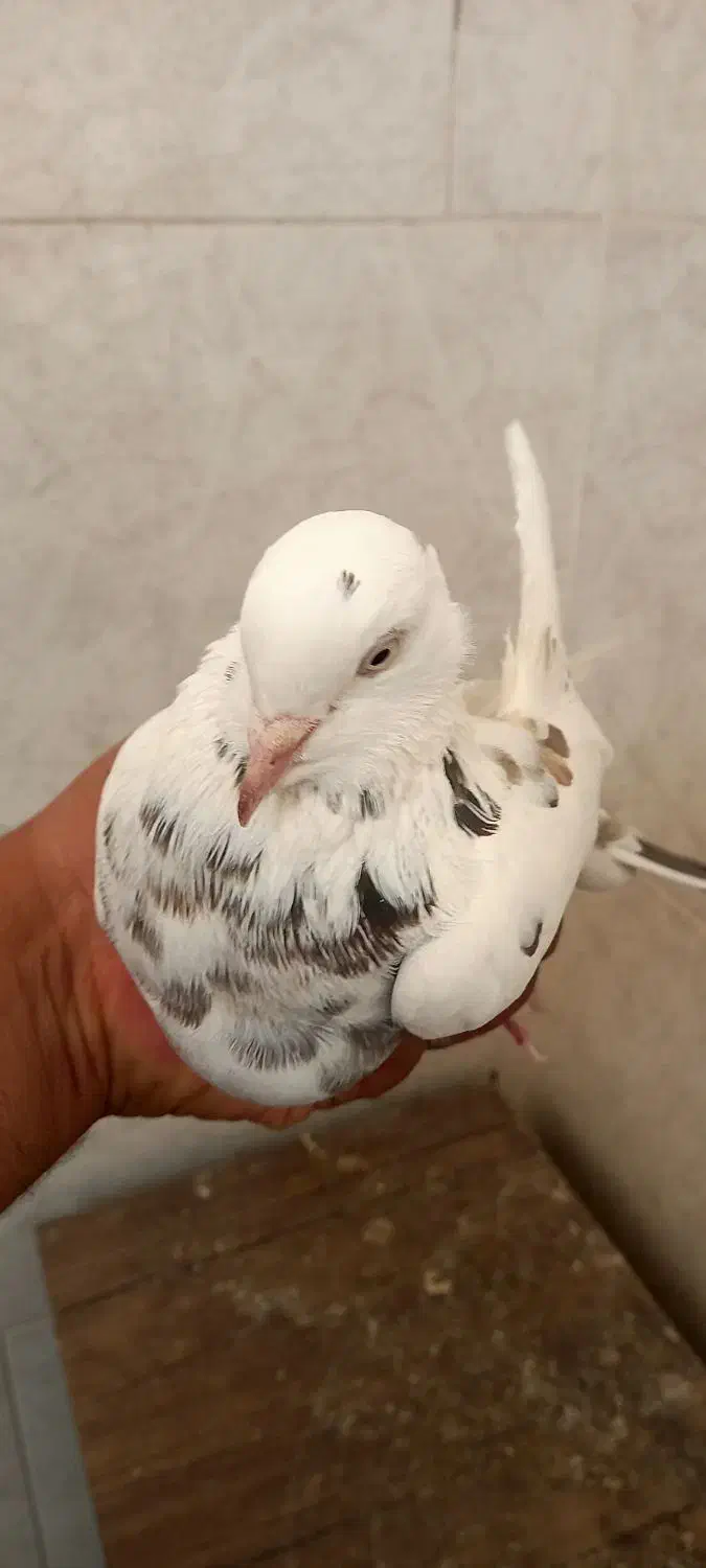 کبوتر پرشی|پرنده|برخوار, |دیوار