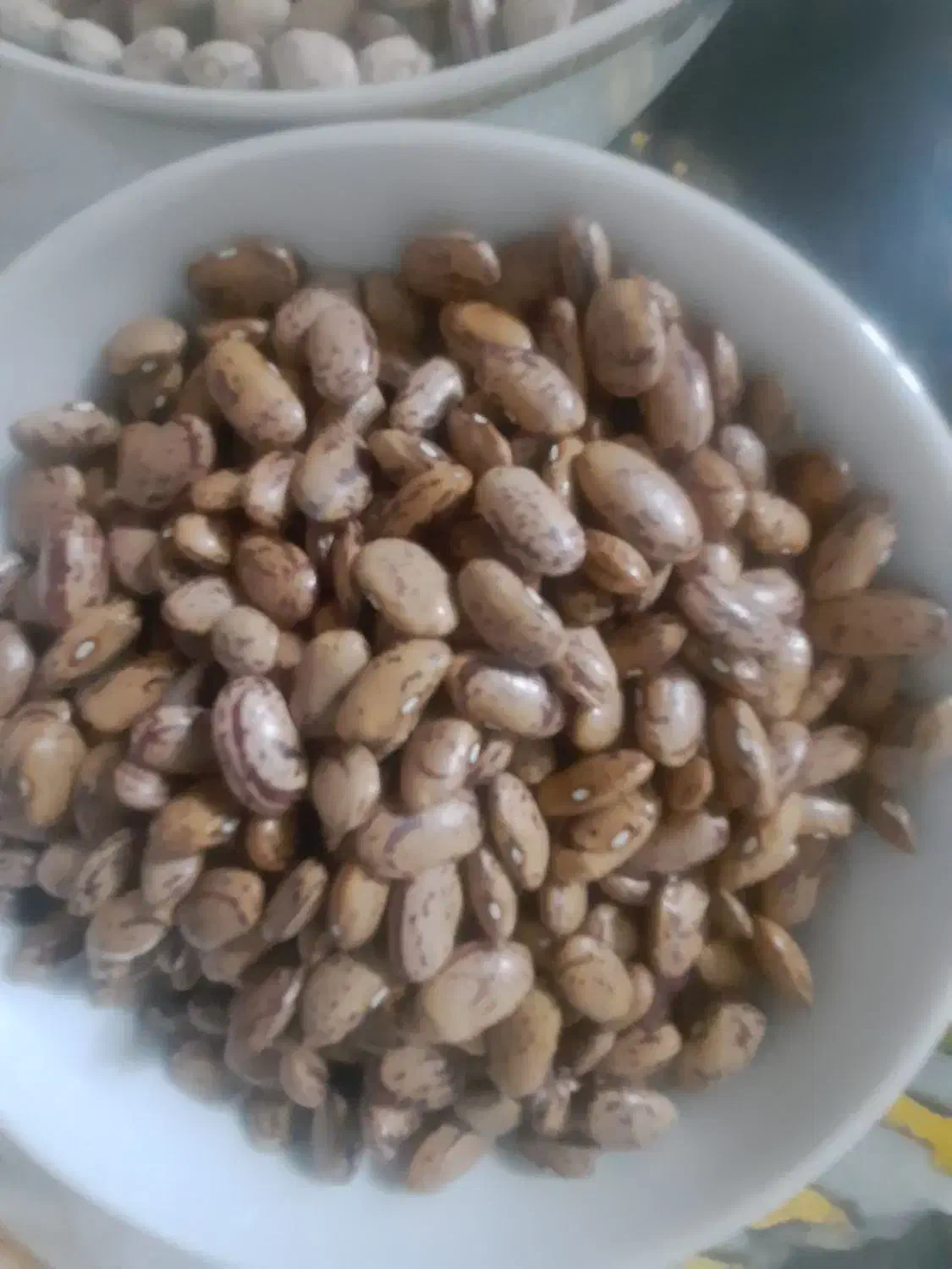 لوبیا|خوردنی و آشامیدنی|مشهد, علی آباد|دیوار