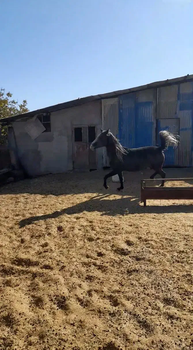 اسب|اسب و تجهیزات اسبسواری|اراک, |دیوار