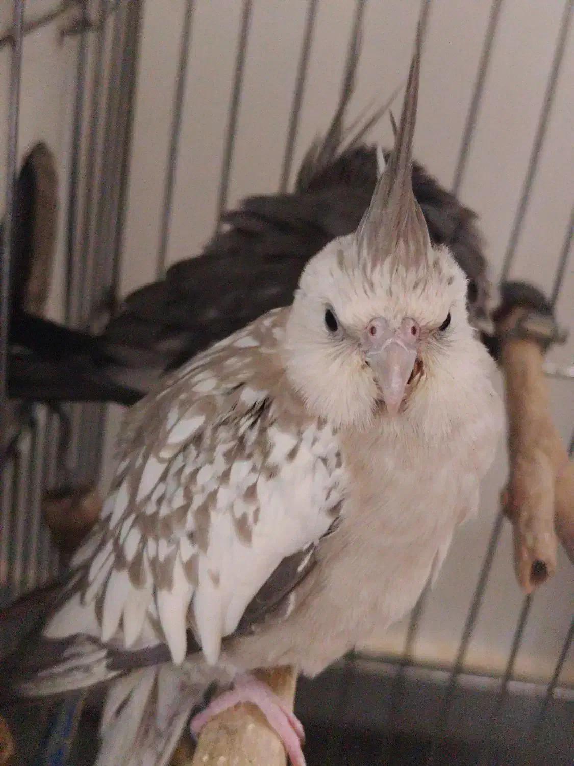 عروس هلندی|پرنده|سنندج, |دیوار