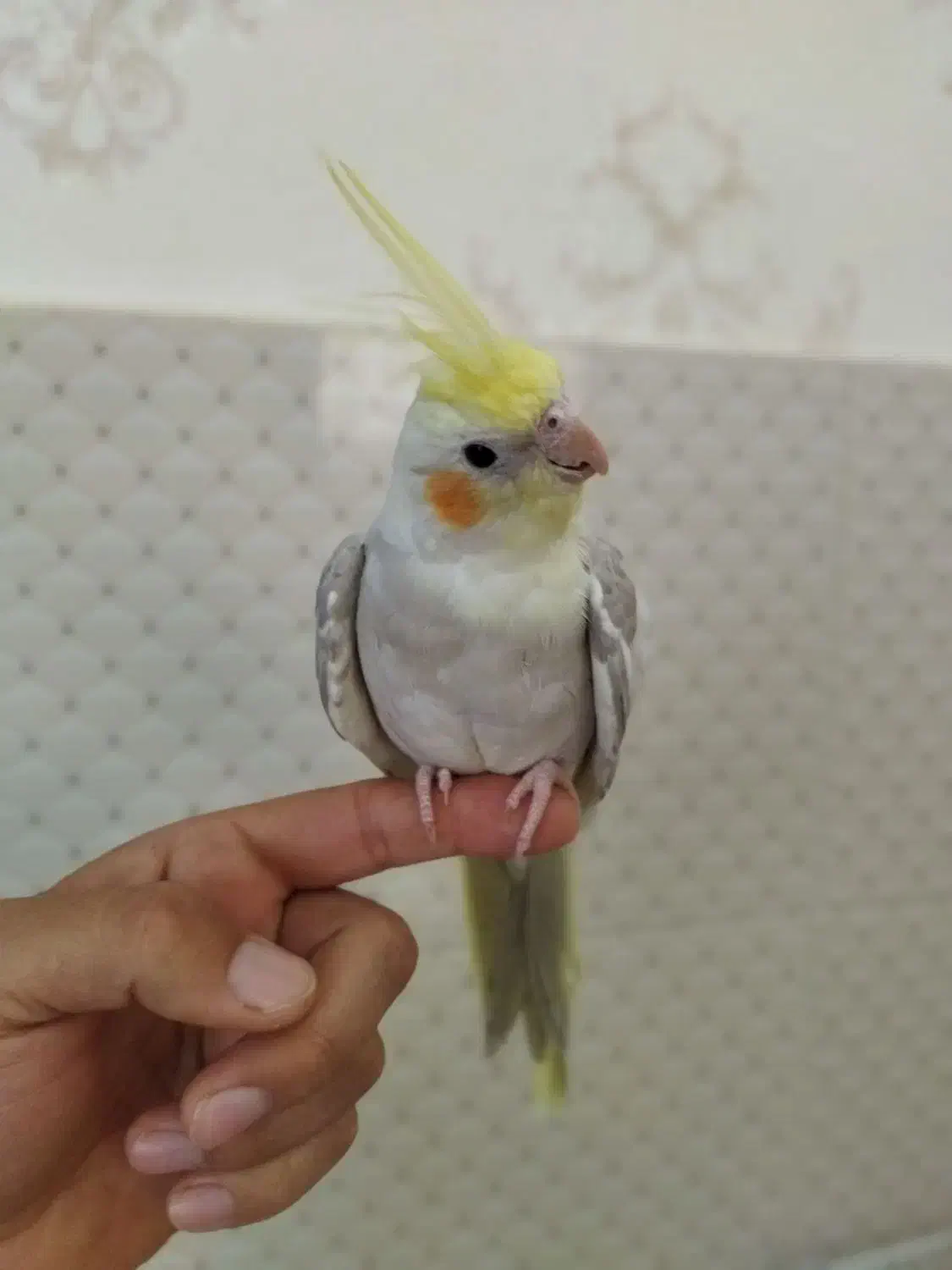 عروسی هلندی اهوی|پرنده|تربت‌حیدریه, ترمینال|دیوار