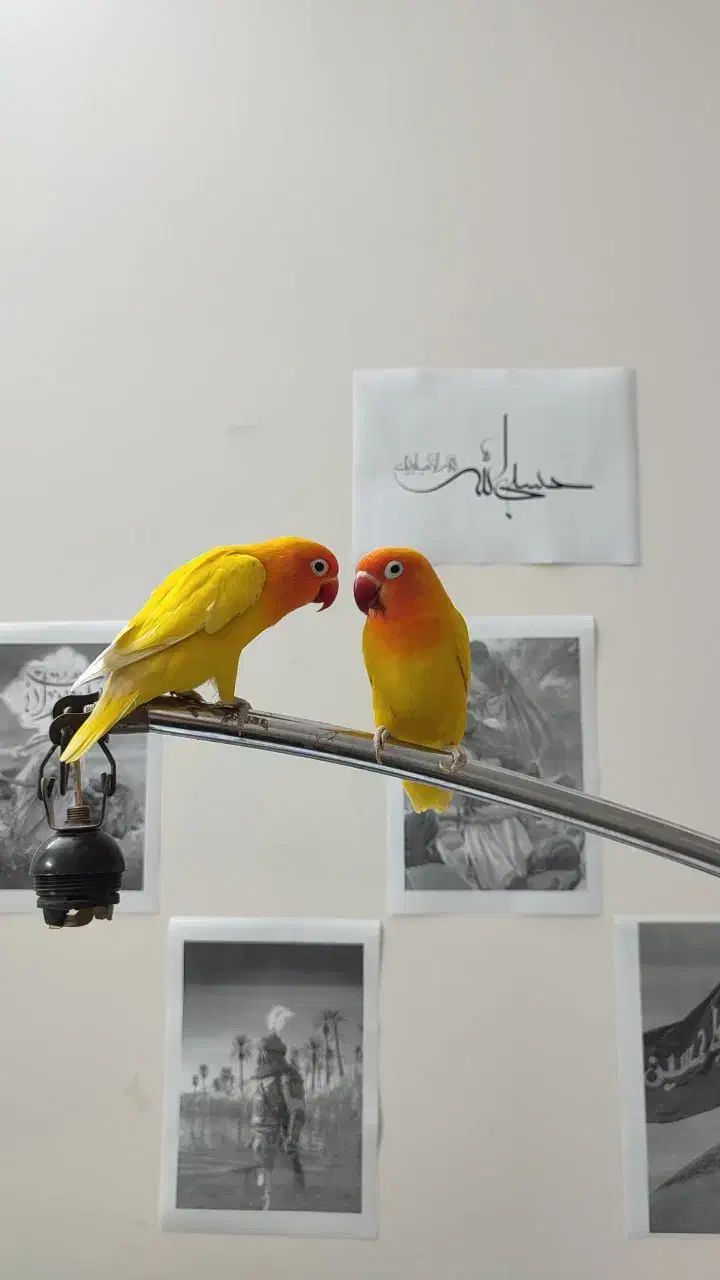 جفت طوطی کوتوله فیشر طلایی|پرنده|مشهد, شهید فرامرز عباسی|دیوار