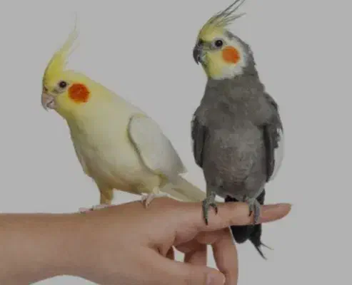 طوطی مولد رام از بچه هاشونم تو خونه هست|پرنده|آمل, |دیوار