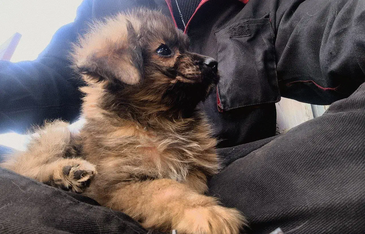 سگ پامر و اشپیتز|سگ|شیراز, مسلم|دیوار