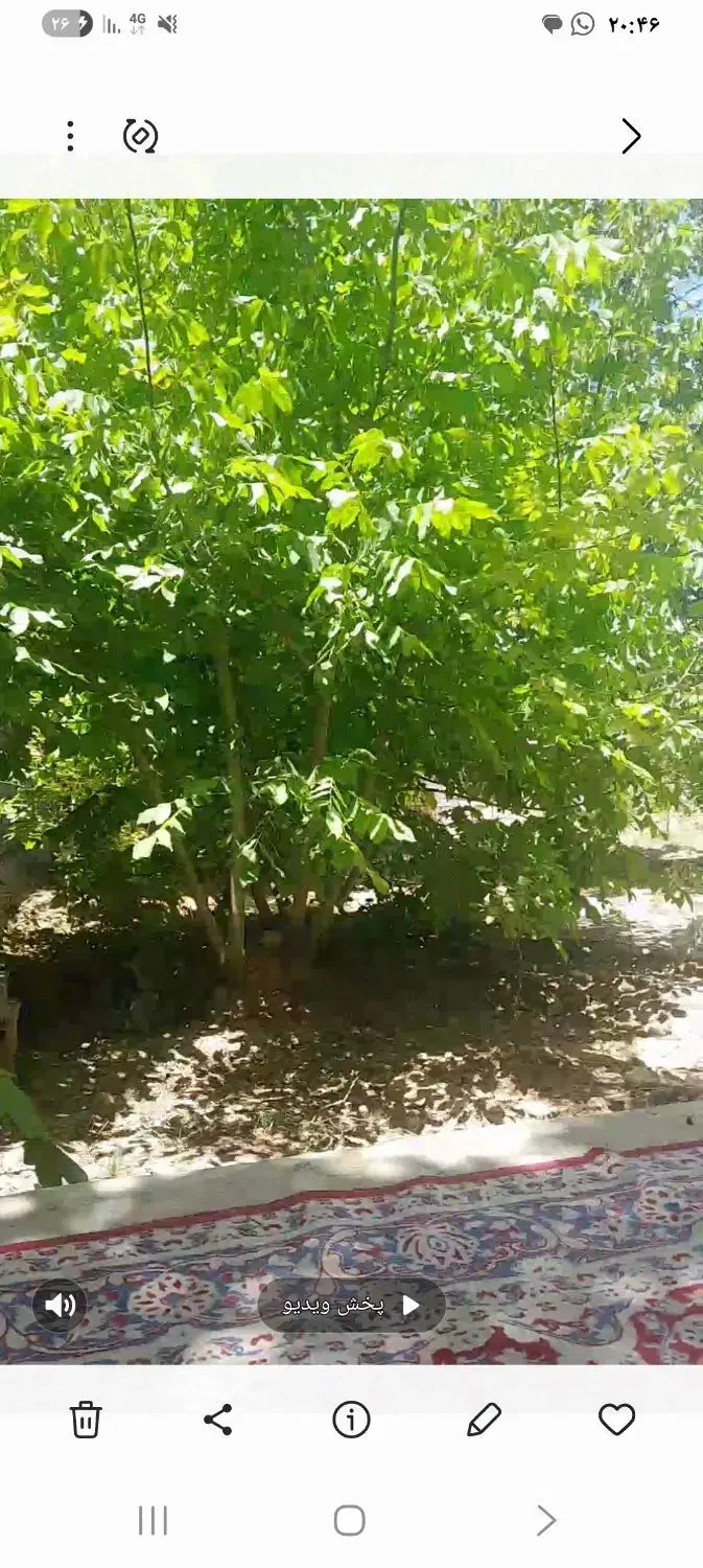 فروش باغ و باغچه با اب چاه و اب چشمه در فاروق|فروش زمین و ملک کلنگی|سیدان, |دیوار