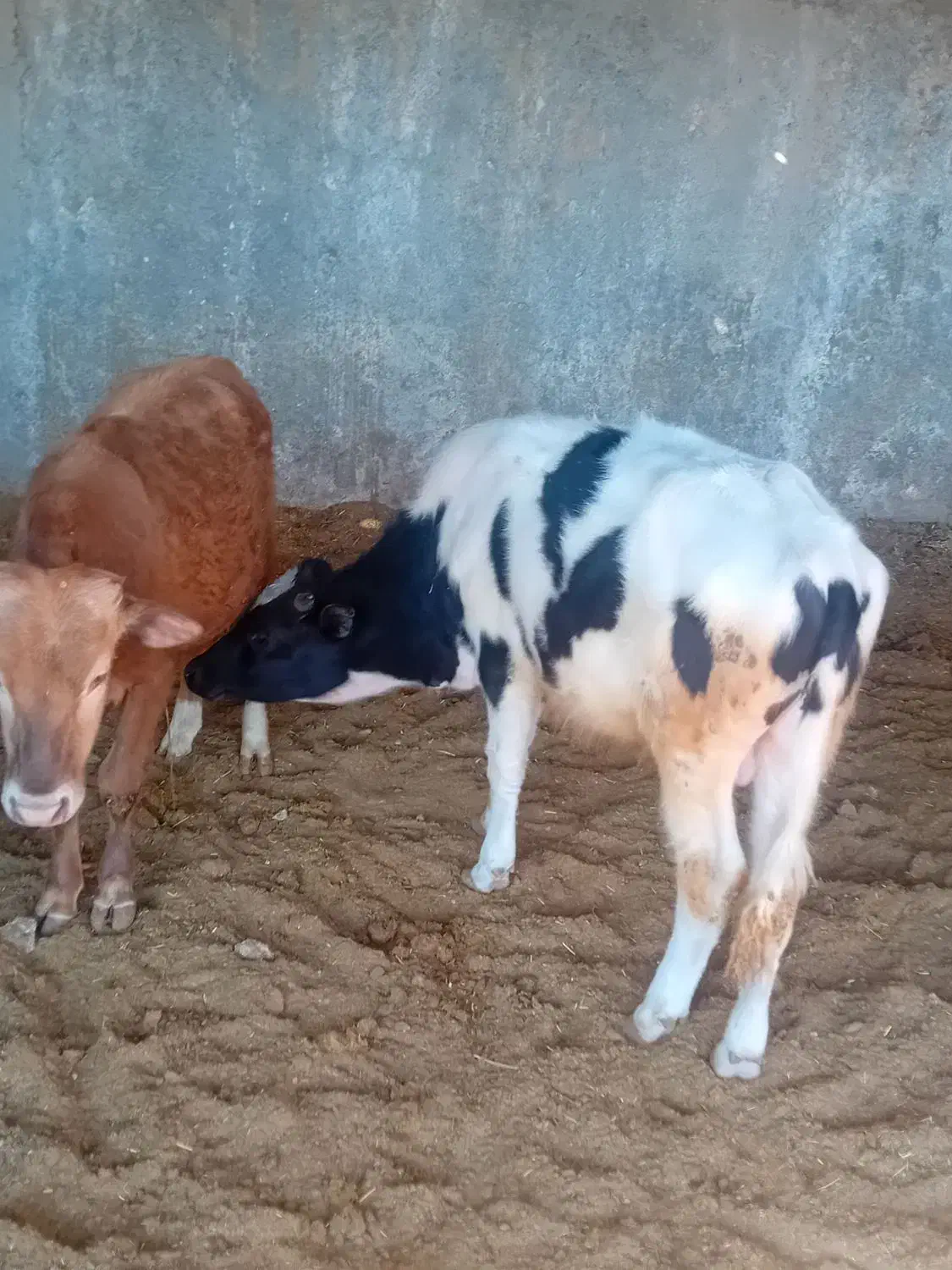 گوساله|حیوانات مزرعه|جوادآباد, |دیوار