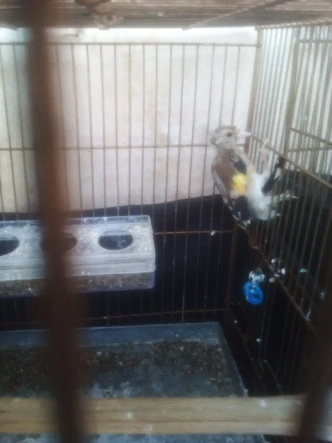 سهره|پرنده|مهاجران, |دیوار