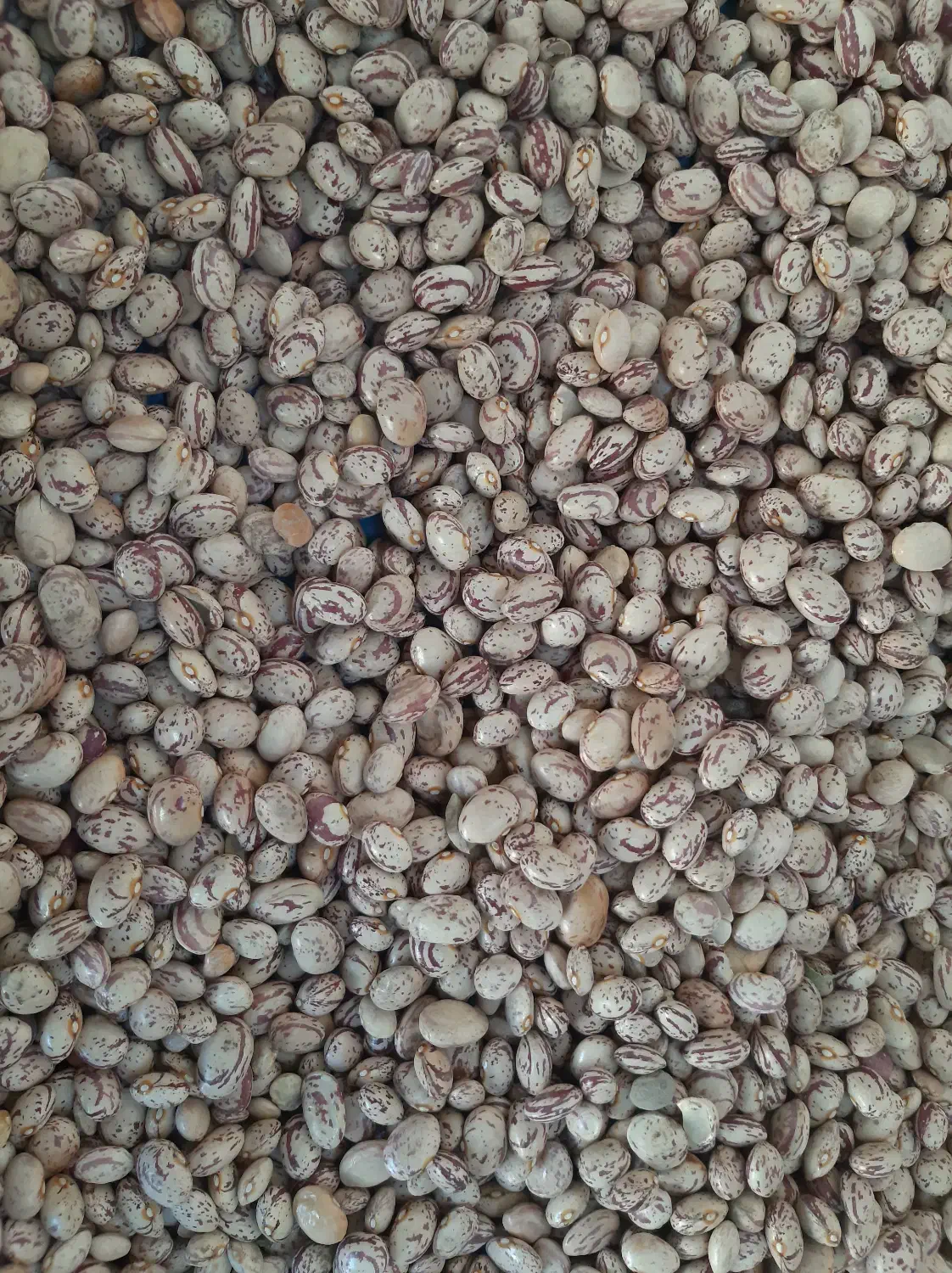 لوبیا چیتی|عمدهفروشی|شیراز, دروازه قران|دیوار