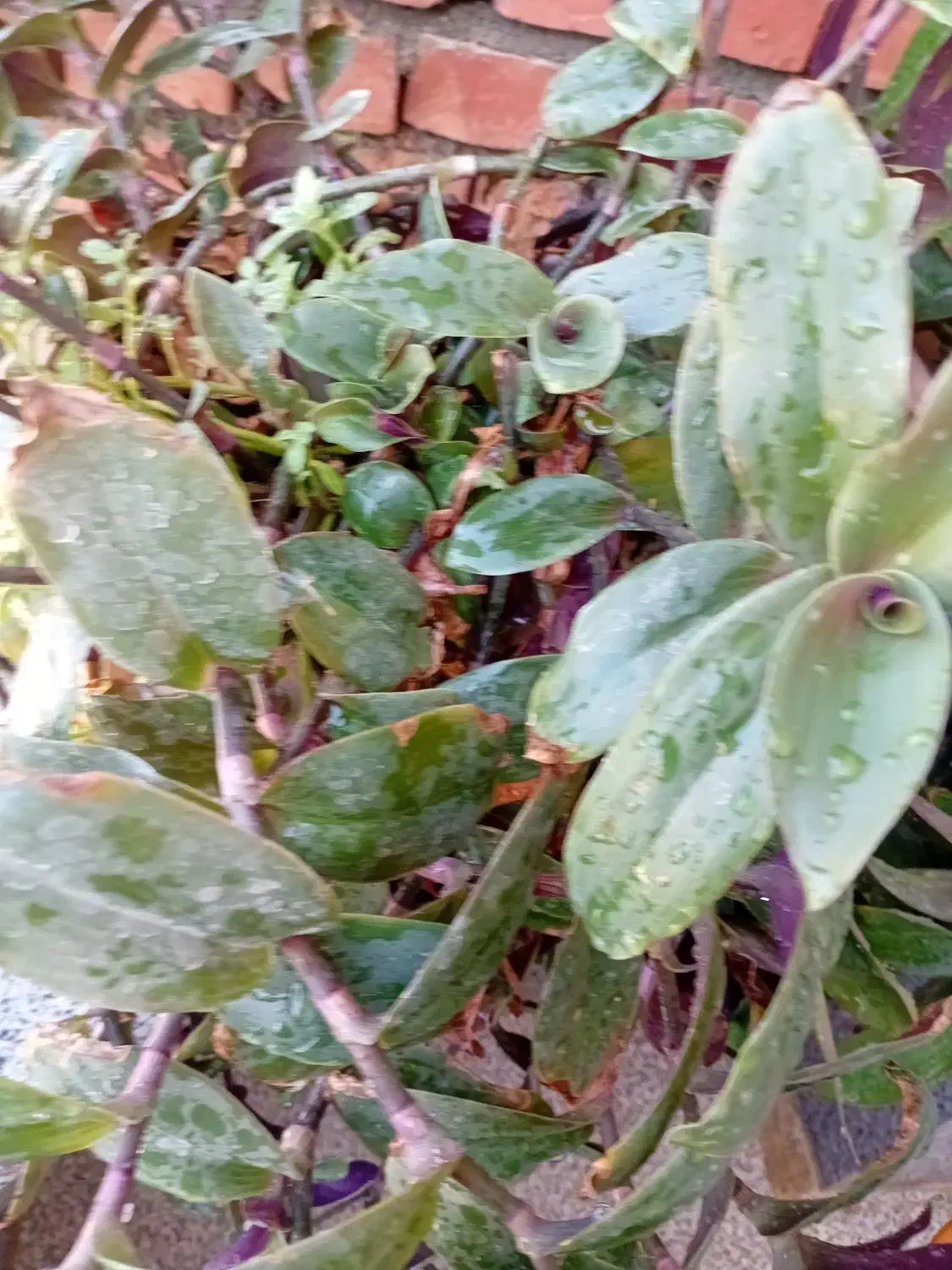 گلهای طبیعی یکی ۵۰تومن|گل و گیاه طبیعی|نقده, |دیوار