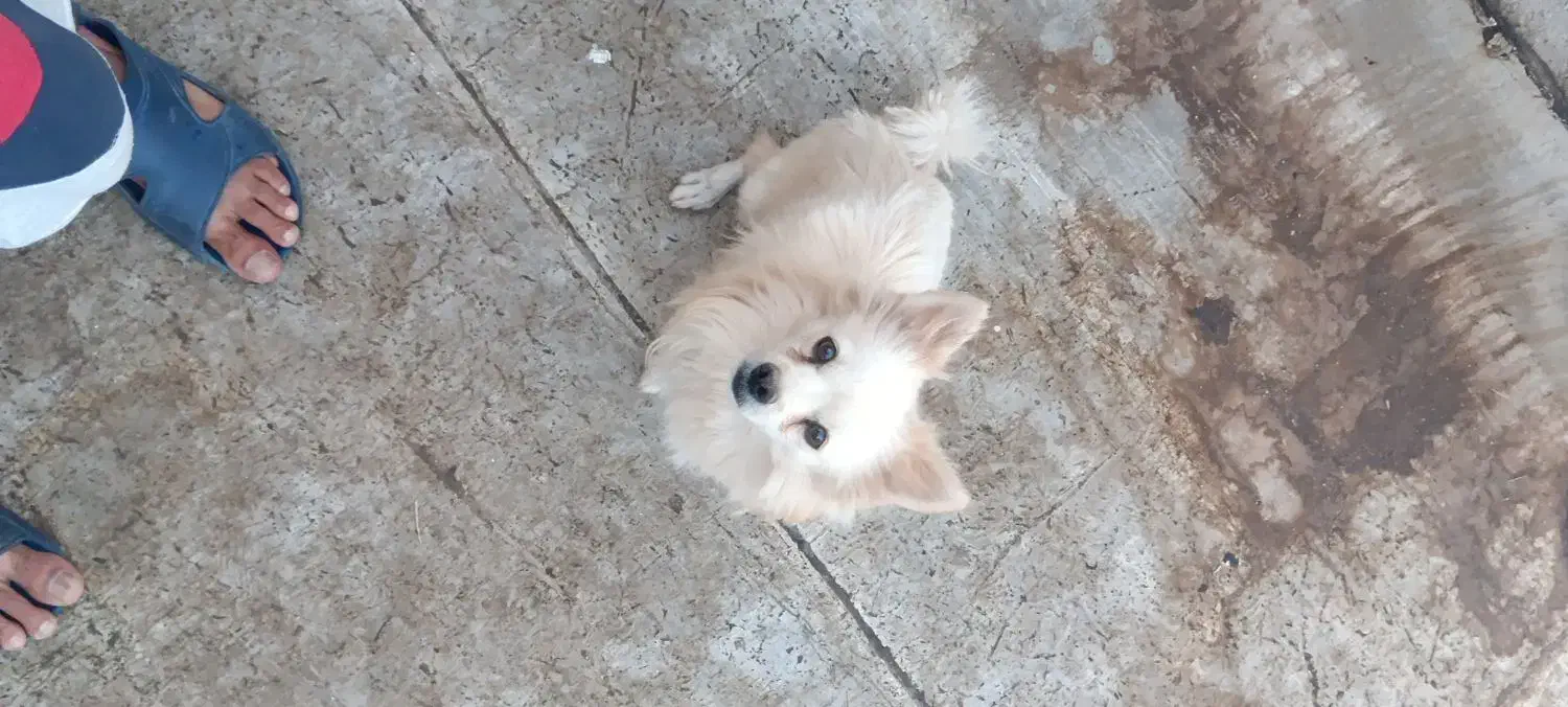 فروش و واگذاری فوری|سگ|یزد, |دیوار