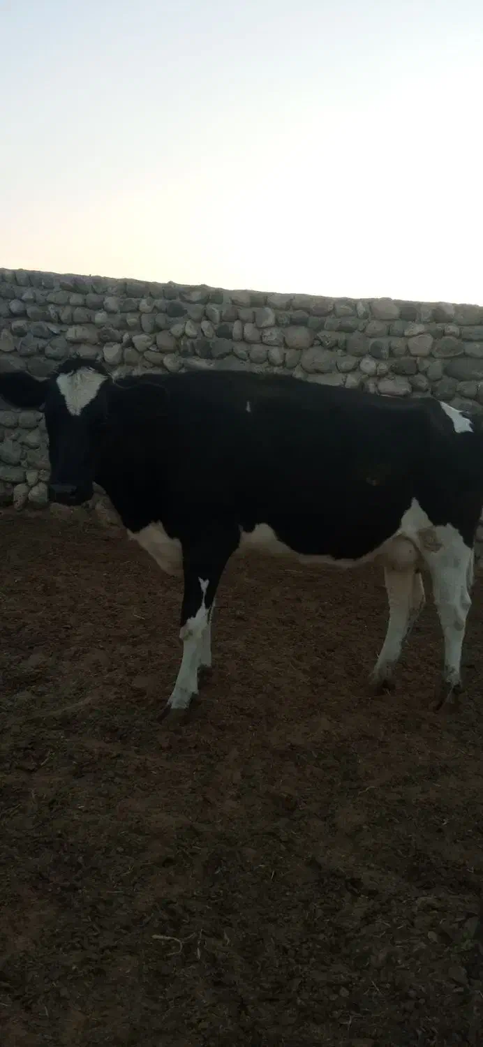 گاو ماده شیری فروشی|حیوانات مزرعه|خاش, |دیوار