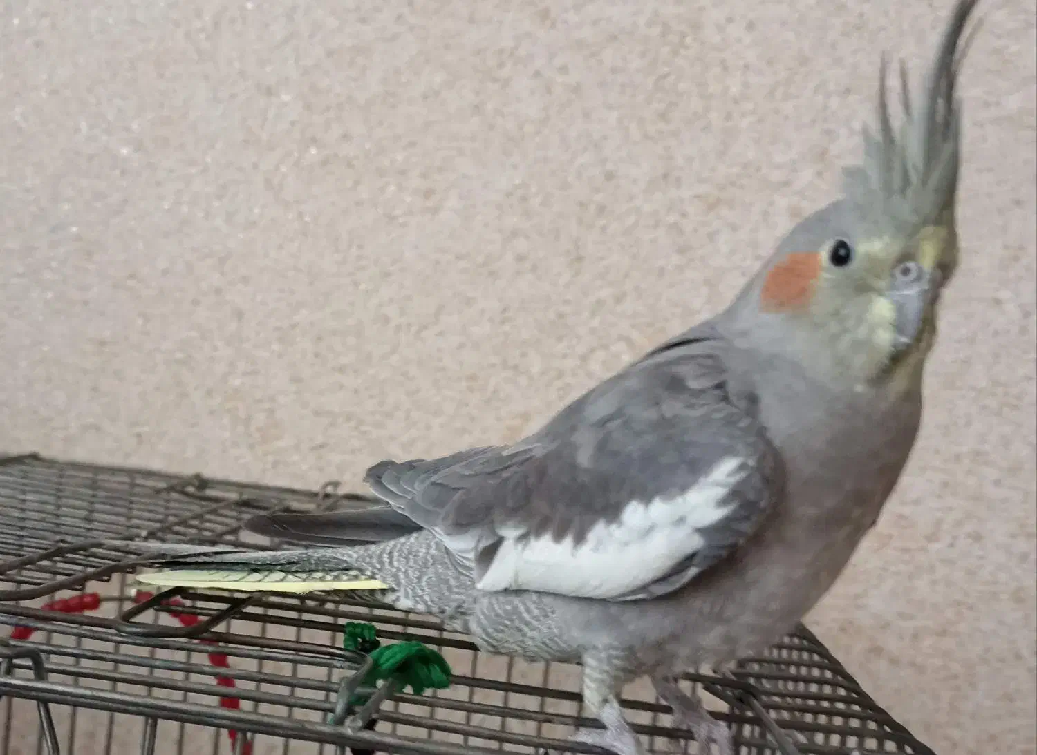 طوطی عروس|پرنده|محمدیه-قزوین, |دیوار