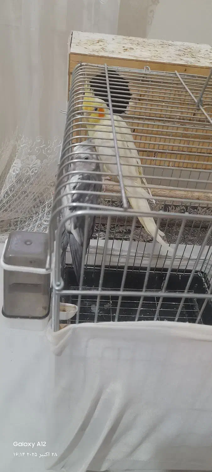 عروس هلندی مولد|پرنده|محمدشهر, شهرک پیام (مهرالبرز)|دیوار