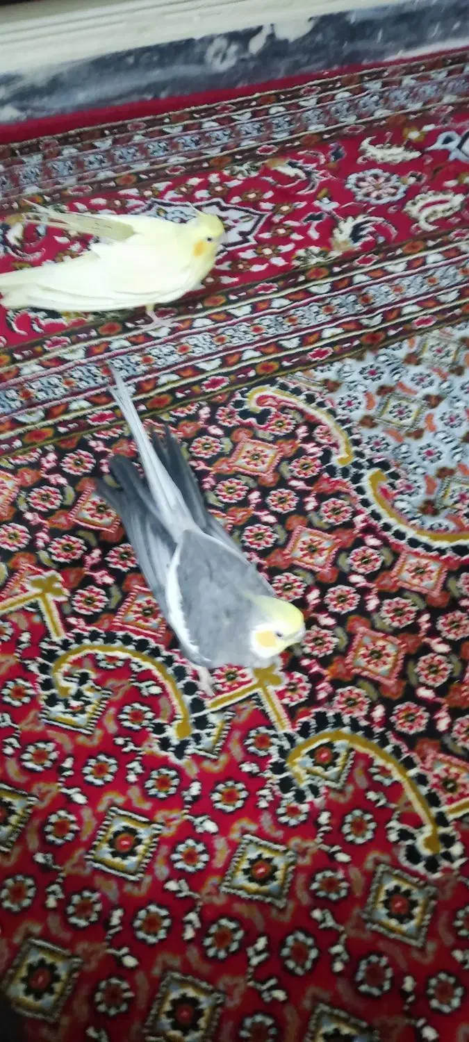 عروس هلندی پرنده|پرنده|همدان, |دیوار