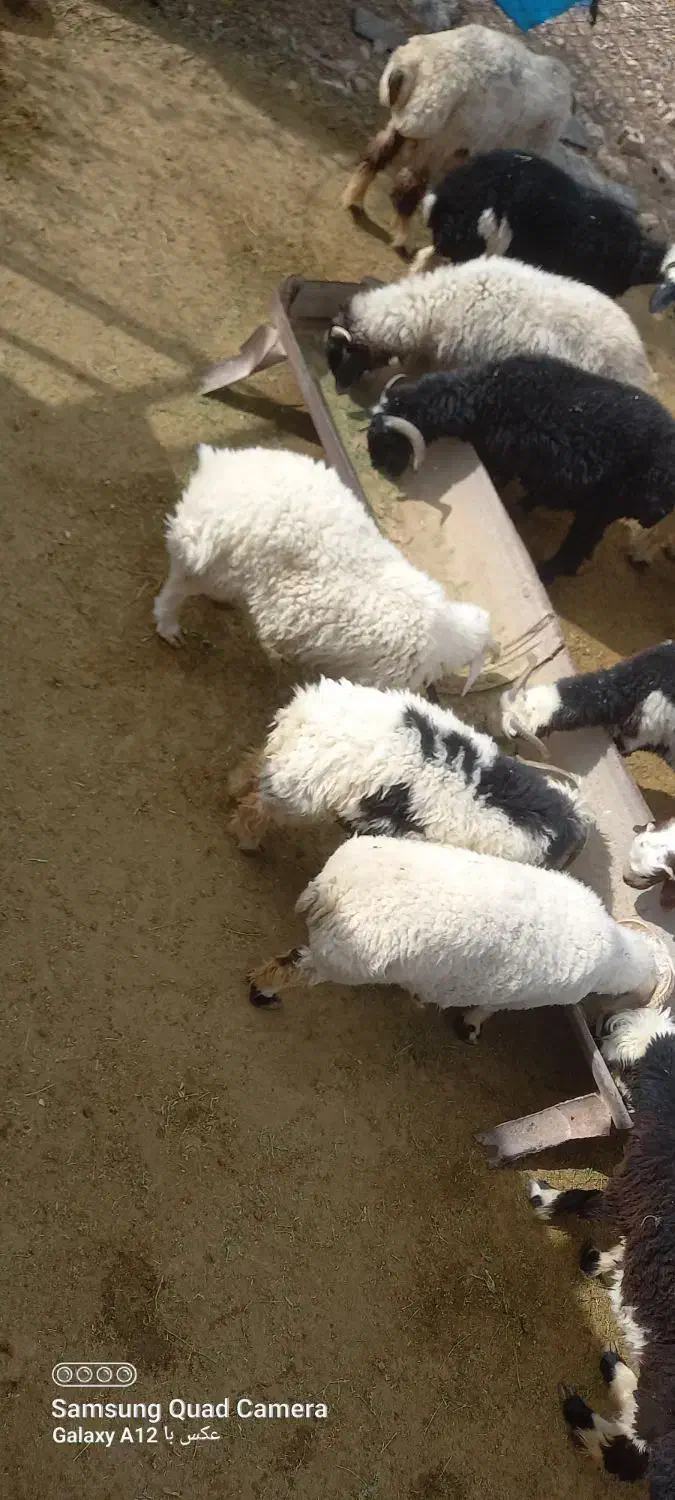 بره|حیوانات مزرعه|ارسنجان, |دیوار