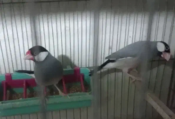 جفت فنچ  نرگسی با جوجه|پرنده|باوی, |دیوار