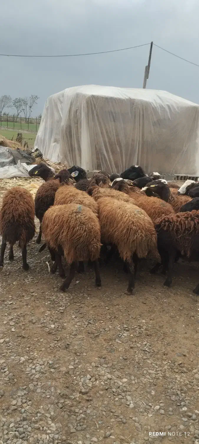 گوسفند|حیوانات مزرعه|سیمین شهر, |دیوار