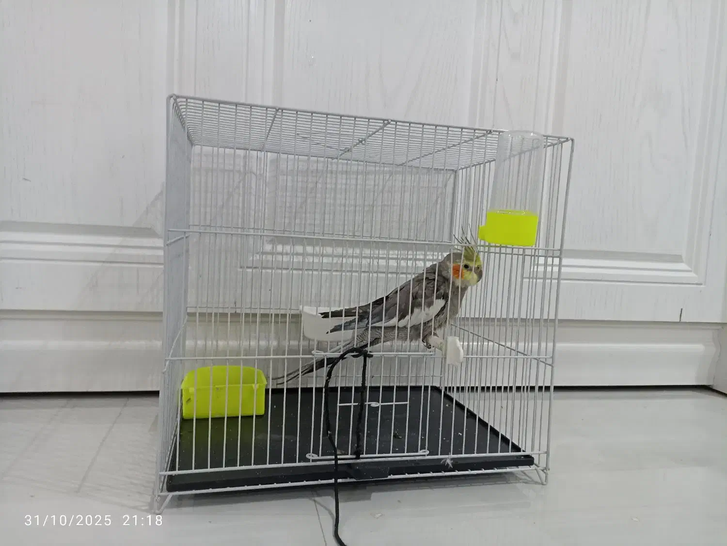 عروس هلندی|پرنده|مشهد, آزادشهر|دیوار