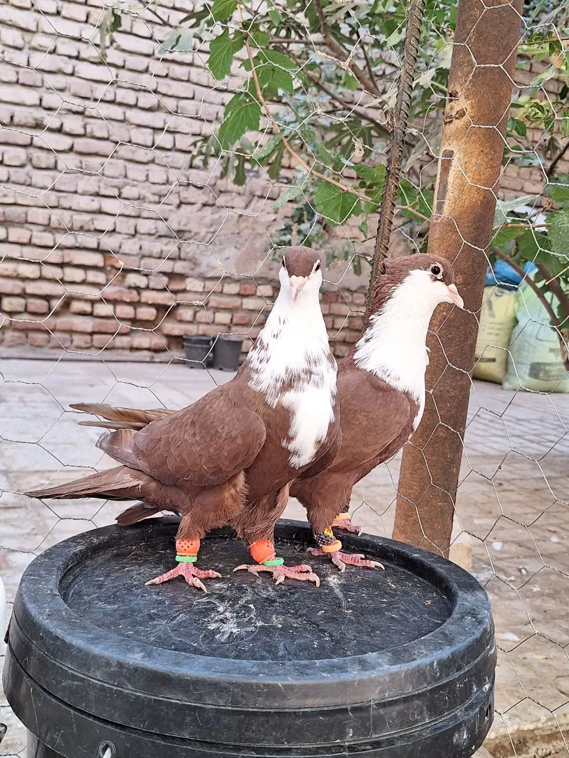 کفتر کبوتر کرواتی کرباتی|پرنده|مه ولات, |دیوار