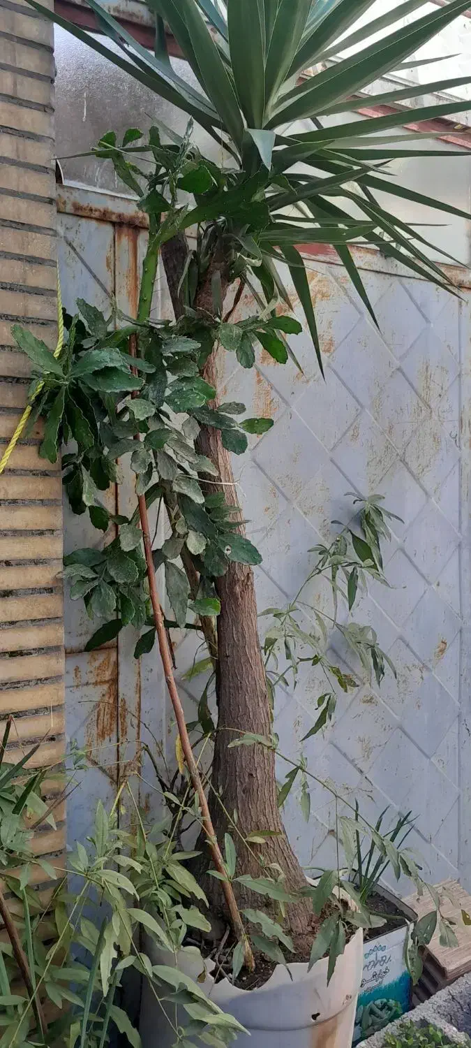 گل طبیعی یوکا و کاکتوس|گل و گیاه طبیعی|رشت, جماران|دیوار