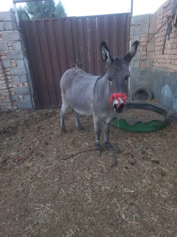 الاغ ماده دوسال|حیوانات مزرعه|قمرود, |دیوار