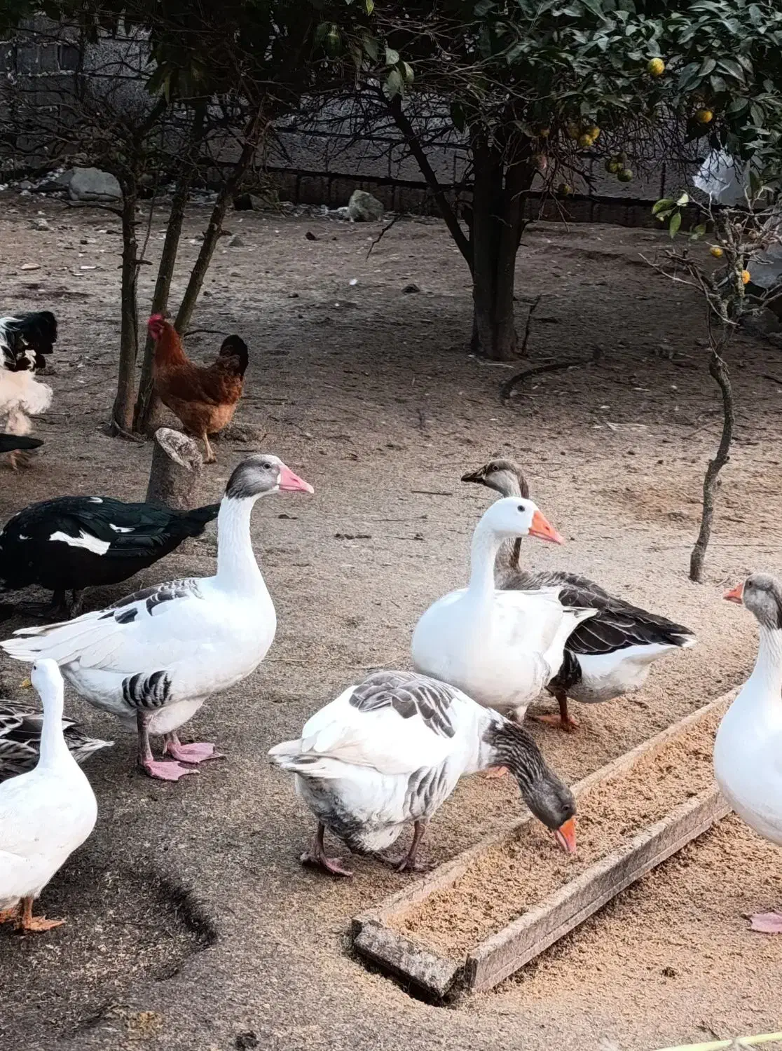 غاز محلی|حیوانات مزرعه|رودبنه, |دیوار