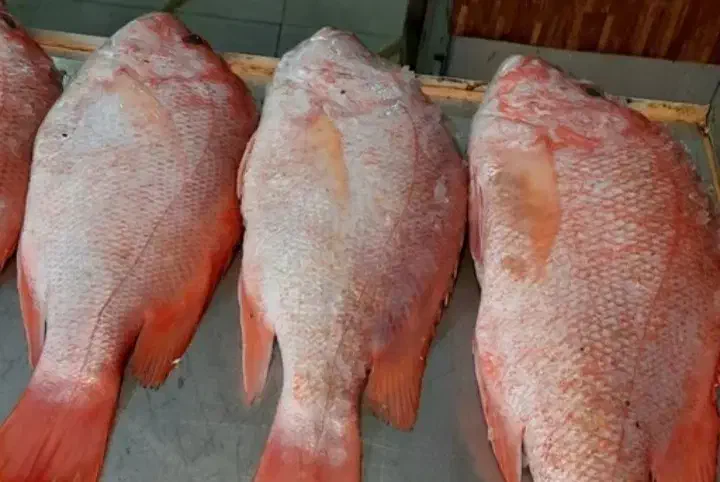 ماهی|ماهی|مهاجران, |دیوار