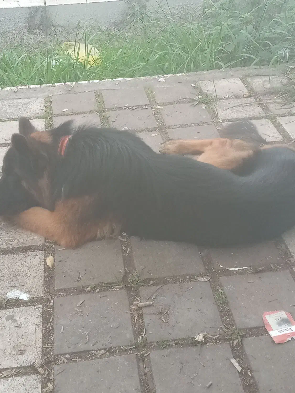 سگ فروشی|سگ|رشت, پارک شهر|دیوار