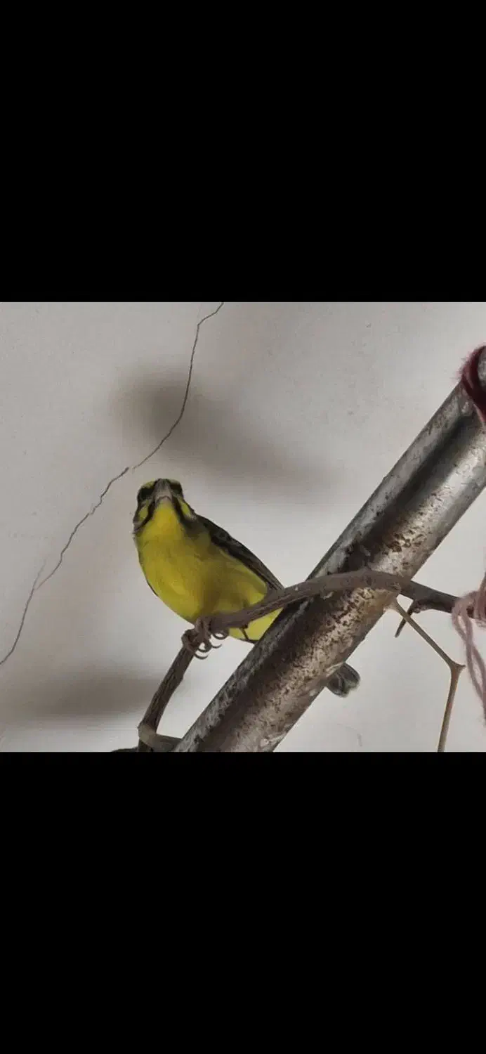 سهره یاسمین و فنچ لپ نارنجی  نرو ماده یاسمین هست|پرنده|اصفهان, شیخ اشراق|دیوار